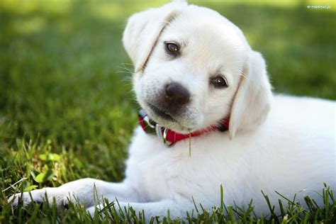 Labrador Retriever Biały Szczeniak Trawa Obroża