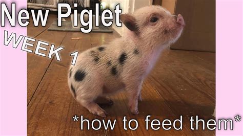 First Week With A Mini Pig How To Feed Your Piglet Youtube