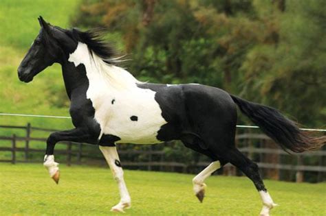 Conheça O Mercado Milionário De Seguro Para Cavalos Forbes