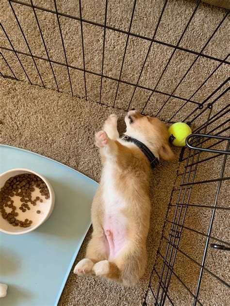 Wallace Cornelius Is A Babe Bit Tired After Playtime R BabyCorgis