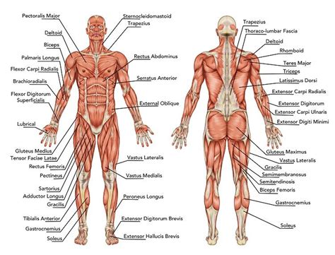 This is a list of muscles tested on in the muscular system portion of anatomy and physiology. Starting Stretching - 53 Full Body Stretches for Beginners ...