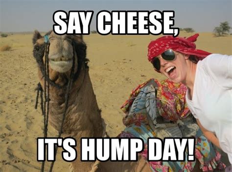 pin on hump day camels