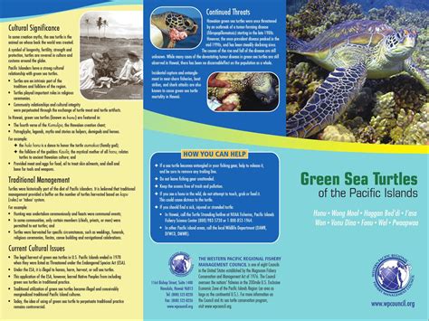 Green Sea Turtles Of The Pacific Islands By Western Pacific Regional