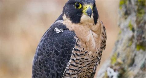Lessons Learned During The Recovery Of The Peregrine Falcon In Canada