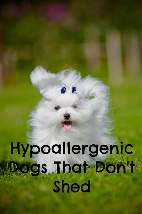 One of the hardest parts of owning a low shed cats are perfect for families because they take a lot of the work out of owning a cat. Hypoallergenic Dogs That Don't Shed- DogVills