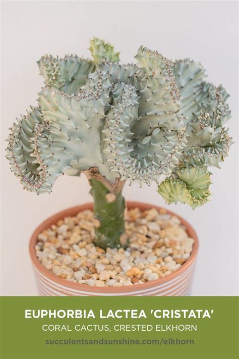 Precox 437 ferocactus stainesii pilosus 438 euphorbia 439 sulcorebutia 440 mammillaria crinata. Euphorbia lactea 'Cristata' | Succulents and | Sukkulente ...
