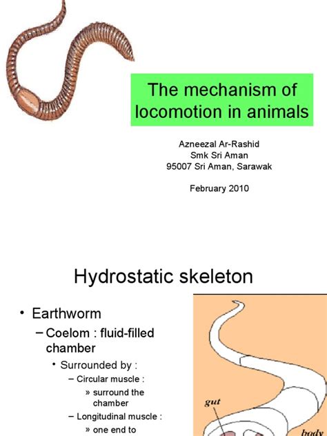 The Mechanism Of Locomotion In Animals