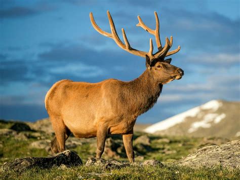 Elk are the most abundant large mammal found in yellowstone. Officials warn residents to stay away from elk after ...