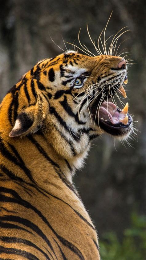 Share Tiger Roar Hd Wallpaper Best Songngunhatanh Edu Vn