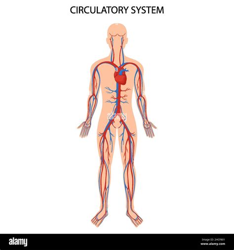 Système circulatoire humain Anatomie cardiaque système circulatoire