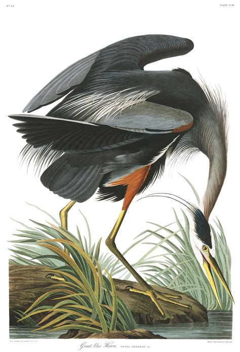 John James Audubon Great Blue Heron Birds Of America Plate 211
