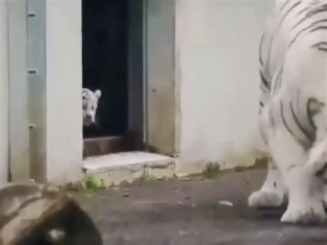 tiger cub sneaks up on its mom 🐯🥺 r aww