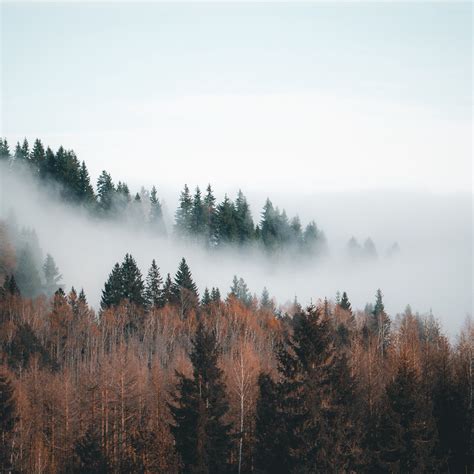 Download Wallpaper 2780x2780 Forest Fog Clouds Trees Landscape Ipad