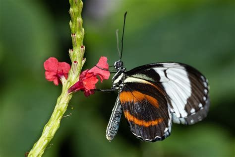 Butterflies Returning To Tennessee Aquarium Garden · Tennessee Aquarium
