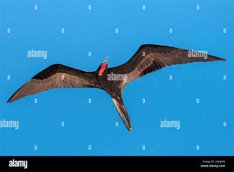 Frigate Bird Flying In The Galapagos Ecuador Stock Photo Alamy