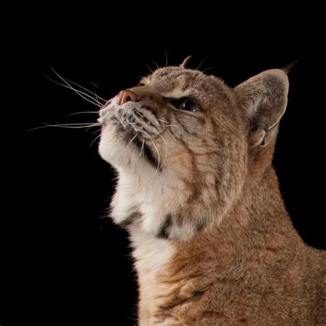 Bobcat National Geographic