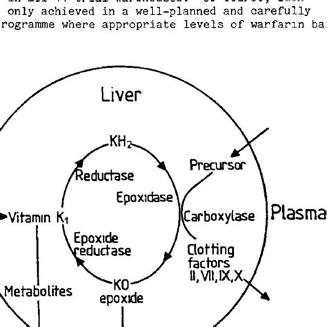The Vitamin K1 Epoxide Cycle In The Mammalian Liver Download