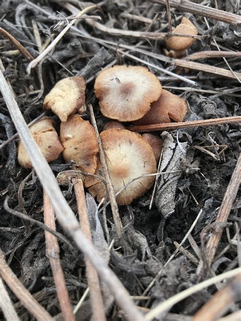 Fungus Among Us Dyck Arboretum