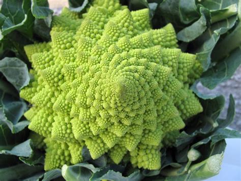 #cavoloromano #cucinareilcavoloromano #cavoloinpadella #howcookromancauliflower in questo video condivido con voi la mia ricetta di base del cavolo romano in padella. naturalMENTE idee: Ripetitività