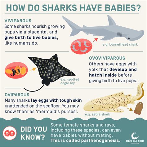Shark Reproduction Infographic Save Our Seas Foundation