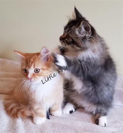 Check spelling or type a new query. Munchkin Cats For Sale | Sacramento, CA #286409 | Petzlover