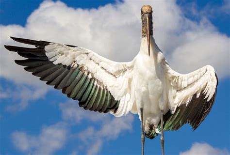 2016 Audubon Photography Awards The Atlantic