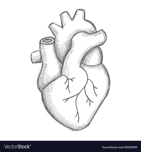 Hand Drawn Human Heart Sketch Isolated On White Download A Free