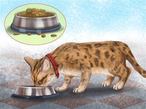 The two easiest techniques are to simply put a cover on your car or park it in the garage. How to Keep a Cat Safe in the Car: 12 Steps (with Pictures)