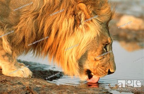 Red Maned Lion Panthera Leo Drinking Water Profile Etosha National