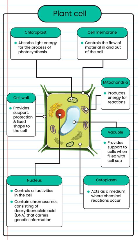 Plant Cell And Animal Cell Structure And Function
