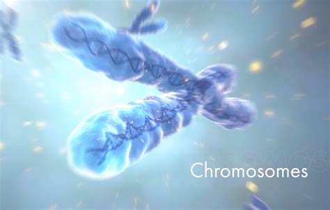 Telomeres Key Components Of Your Cellular Aging Clock Telomeres Are