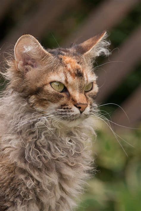 rarest cat breeds   world rarestorg