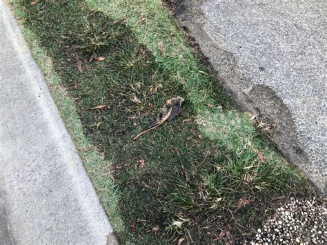 Found this cut wire buried just a few inches below the surface in my front yard. What's Causing the Wet Patch in my Front Yard? - The Plumbette