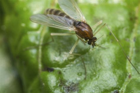 Sandfly Control And Treatments For The Home Yard And Garden