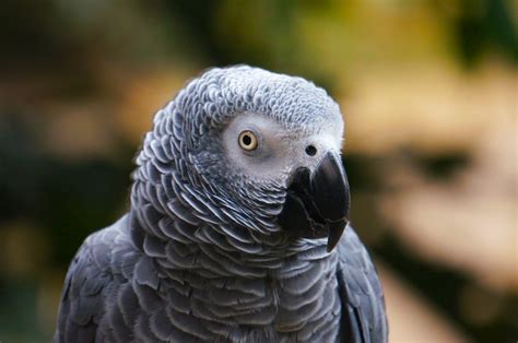 800 Best Parrot Photos · 100 Free Download · Pexels Stock Photos