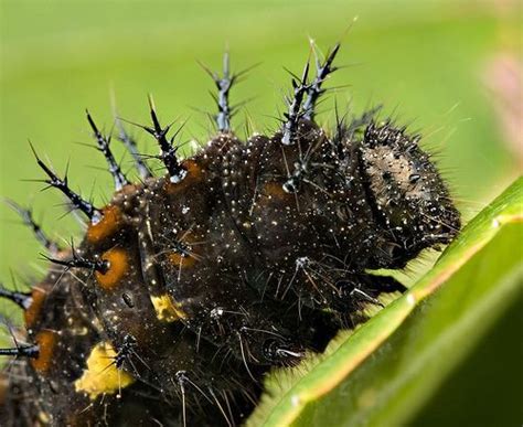 9 Different Types Of Caterpillars