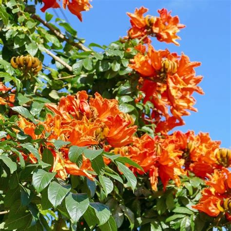 4 Trees That Bloom Orange Flowers Hunker