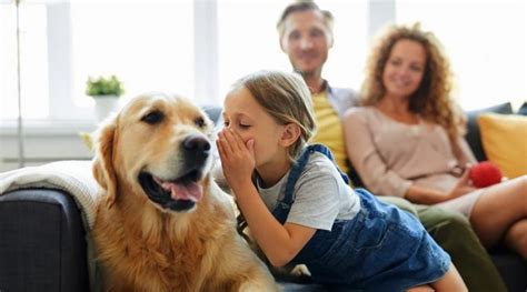 ¿pueden Los Perros Diferenciar Idiomas Y Lenguajes Esto Dice La