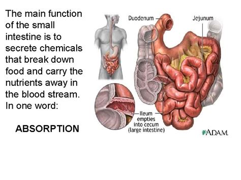 the digestive system chapter 15 15 1 functions