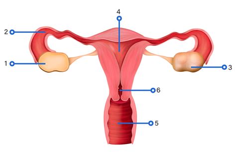Perhatikan Gambar Sistem Reproduksi Wanita Berikut