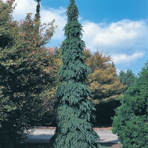 Weeping White Spruce Picea Glauca Pendula At Wayside Gardens