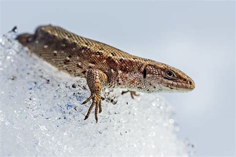 The Lizard In The Snow Lat Lacerta Agilis Stock Photo Image Of