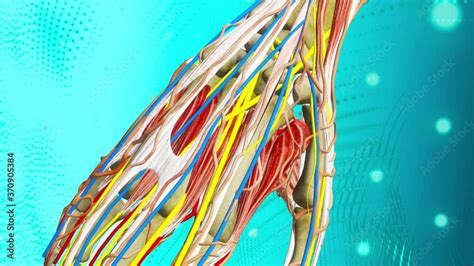 Animated Human Arm Anatomy Muscles Arteries Veins Circulatory Lymphatic