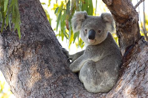 How Koalas In Australia Are Impacted By The Wildfires—and What You Can