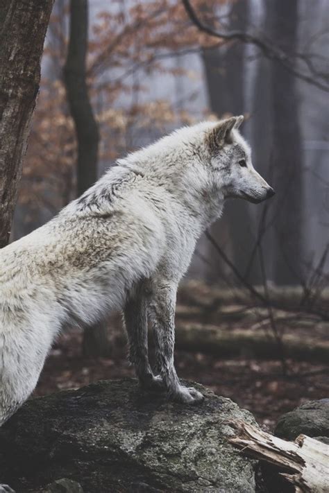 Animal Beautiful Cute Nature Wild Wolf Image
