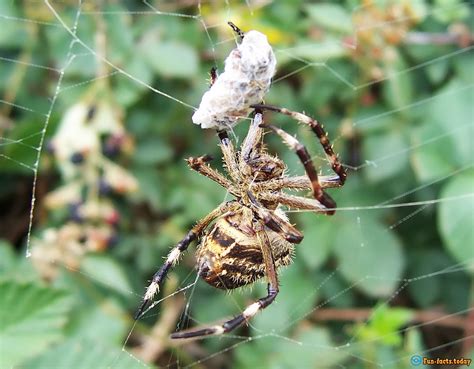 The Craziest Facts About Spiders