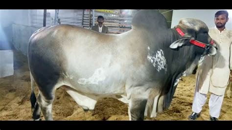 Brahman cattle are an american variety of zebuine beef cattle. Brahamans collection in pakistan || Types of brahmans ...