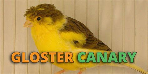 Canary Bird Breeding Program Breeding Mania