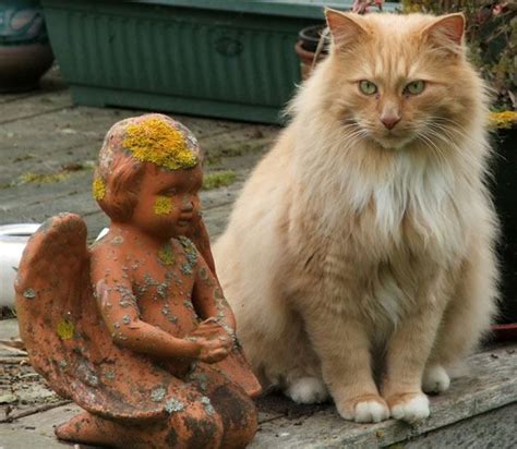 Check spelling or type a new query. Angel and Orange Cat | Fluffy cat, I love cats, Cat love