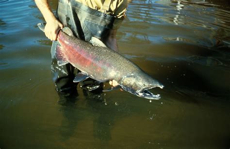 Salmon is both a freshwater and a saltwater fish. Michigan natural resource program raises salmon, sells ...